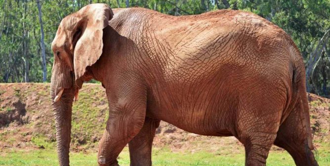 Elephant in zoo