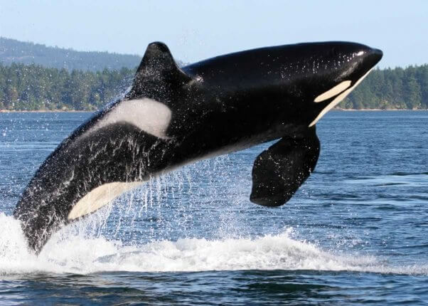 orca leaping out of water with trees and a mountain in background