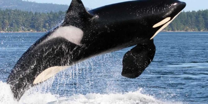 Orcas Belong in the Ocean (Grades K-2)
