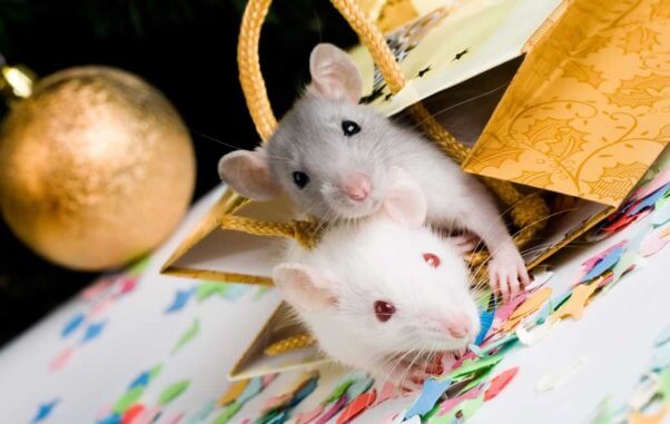 Two cute mice in Xmas gift bag with ornament in background