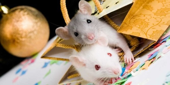 Two cute mice in Xmas gift bag with ornament in background