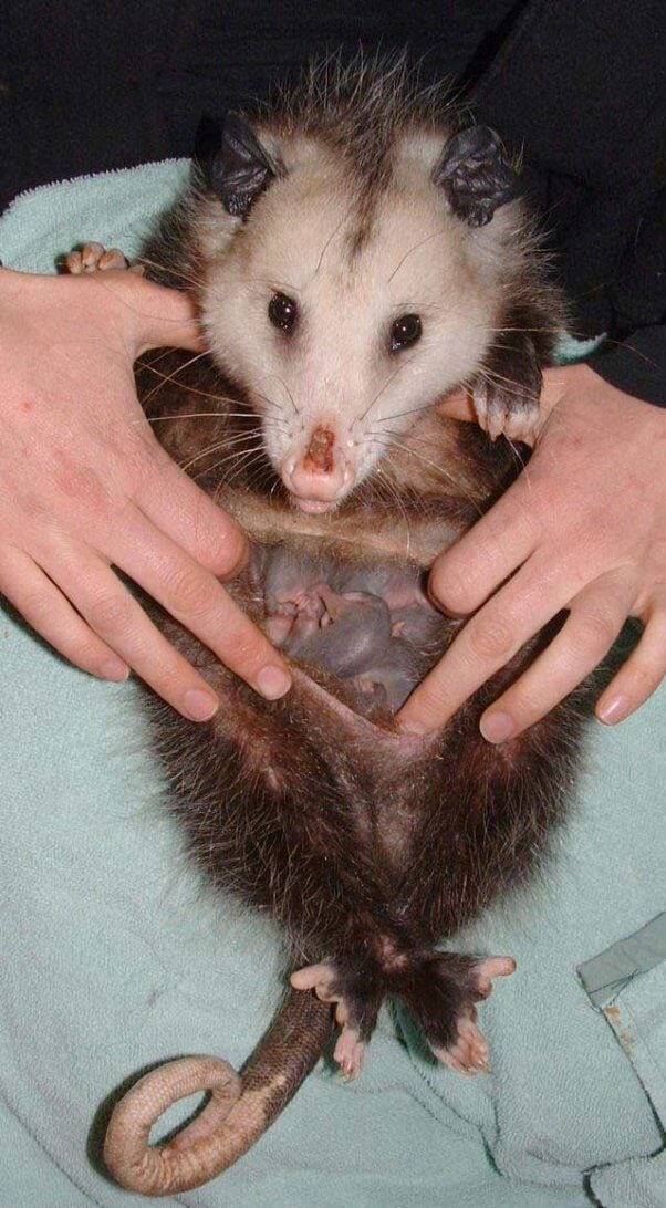 baby possums in their mother's pouch