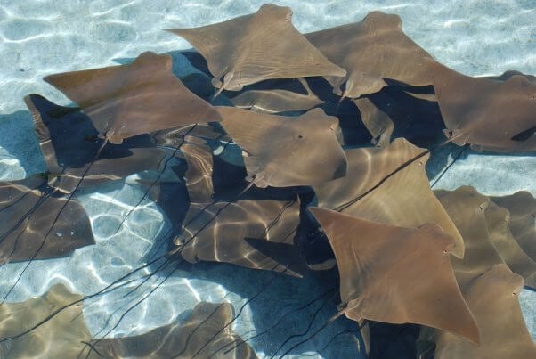 sting ray aquarium