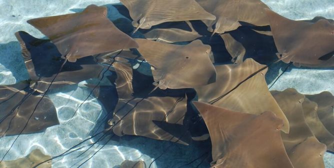 sting ray aquarium