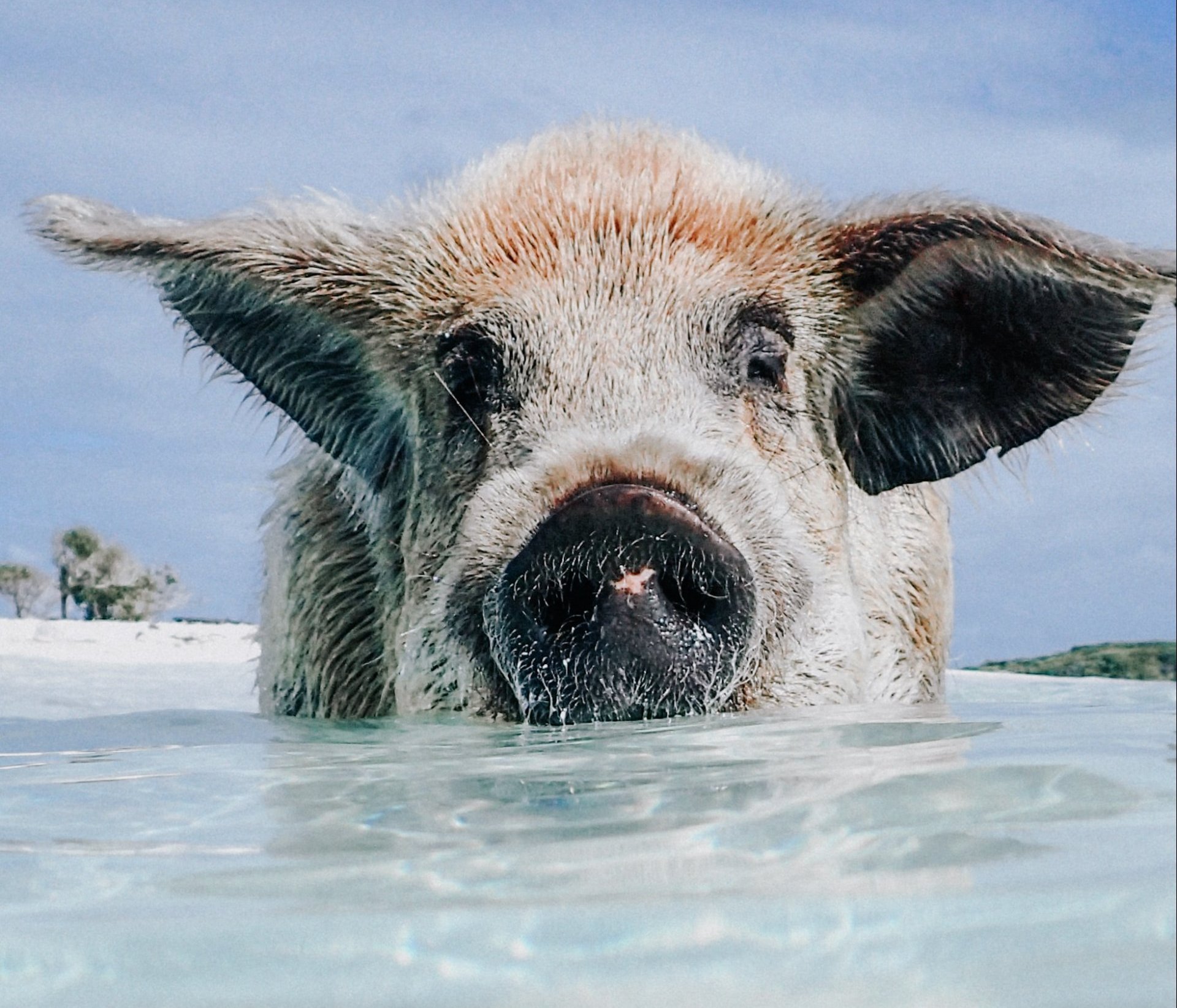 large pig standing in shallow beach waters at Pig Beach in the Bahamas