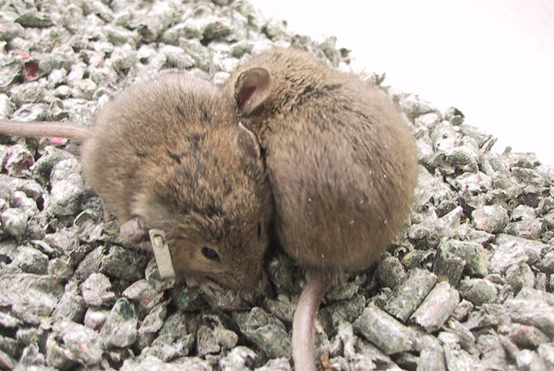 two brown mice huddled together, one of whom has an ear tag