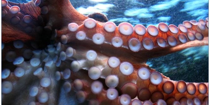 Your Food Shouldn’t Be Trying to Escape From Your Plate—Watch These Videos and Never Eat Octopus!