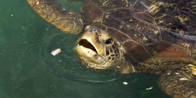 sea turtle in a pond