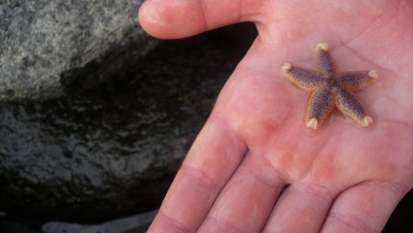 star fish touch tank