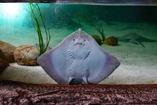 sting ray, touch tank, aquarium