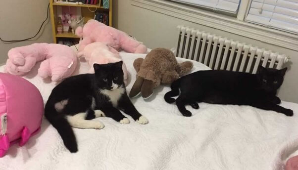 Two cats hanging out on bed