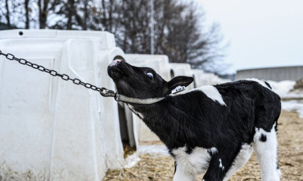 calf used for veal straining against chain around his neck