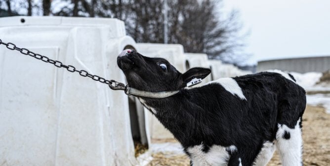 calf used for veal straining against chain around his neck