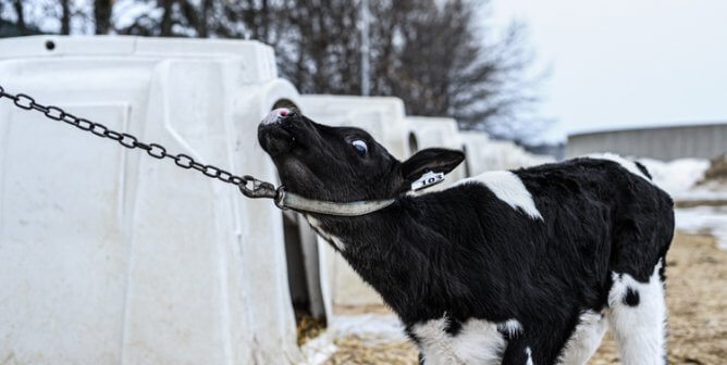 5 Reasons Why Your School Should Steer Clear of ‘Adopt a Cow’ Programs