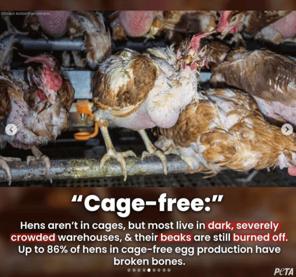 What's the Matter With FreeRange or CageFree Eggs? PETA