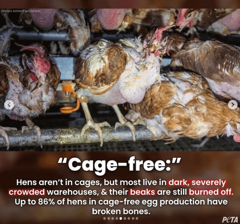 Crowded, injured hens in "cage-free" environment