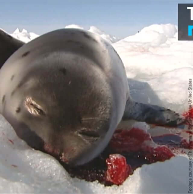 Striking, Checking, and Bleeding: Canada’s ‘Humane’
Seal-Slaughter Process