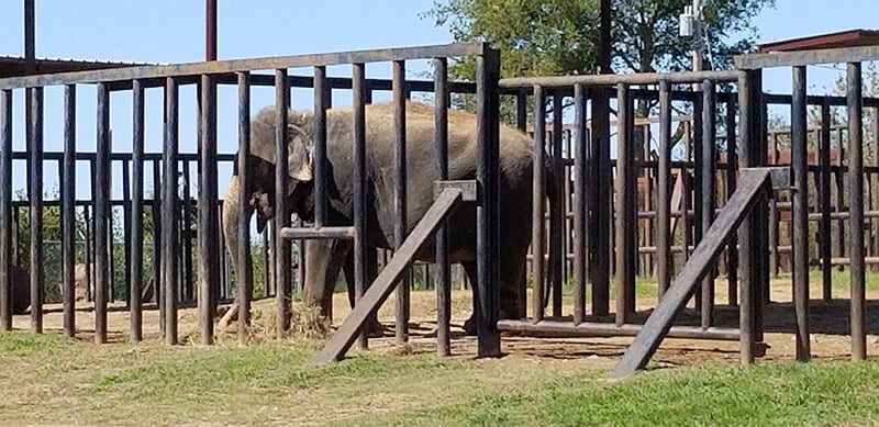 photo of elephant