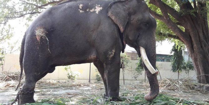 Gajraj chained alone outside