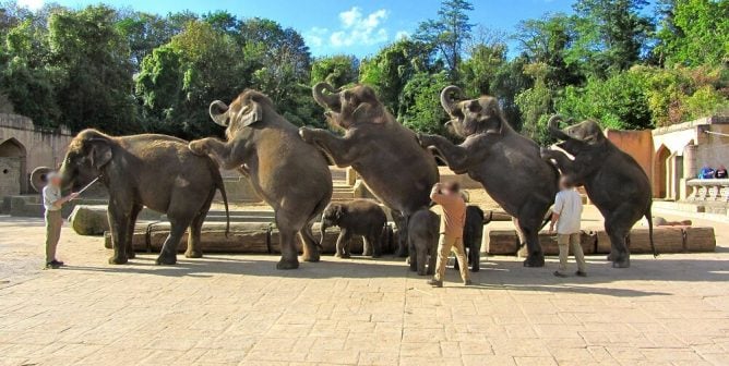 Hannover-Elephant-investigation