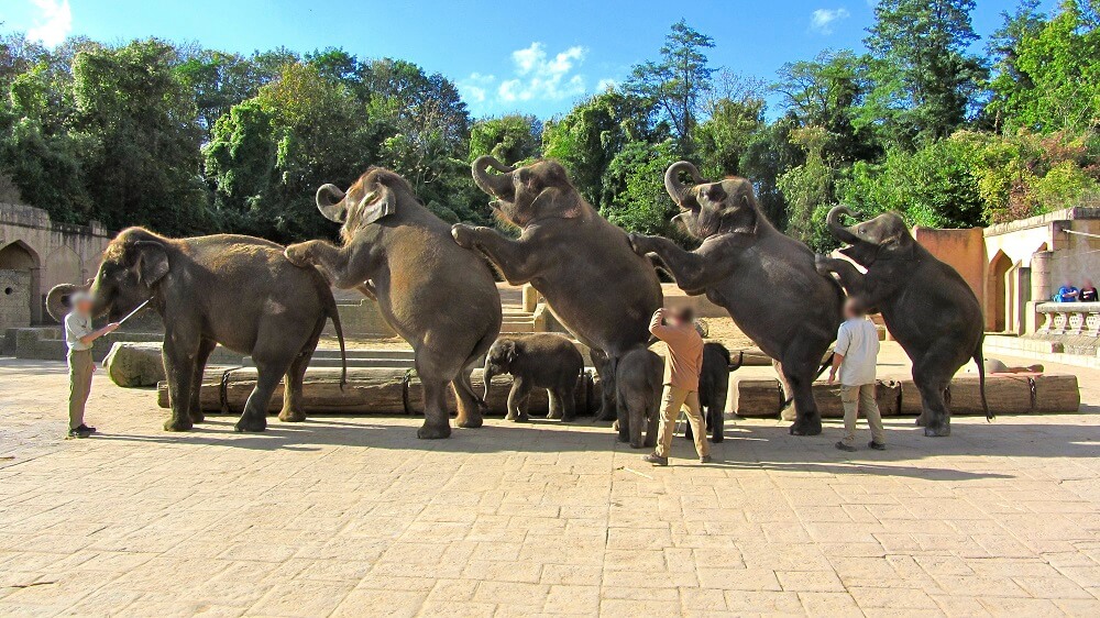 Hannover-Elephant-investigation