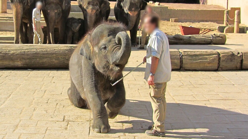 Hannover-Elephant-investigation