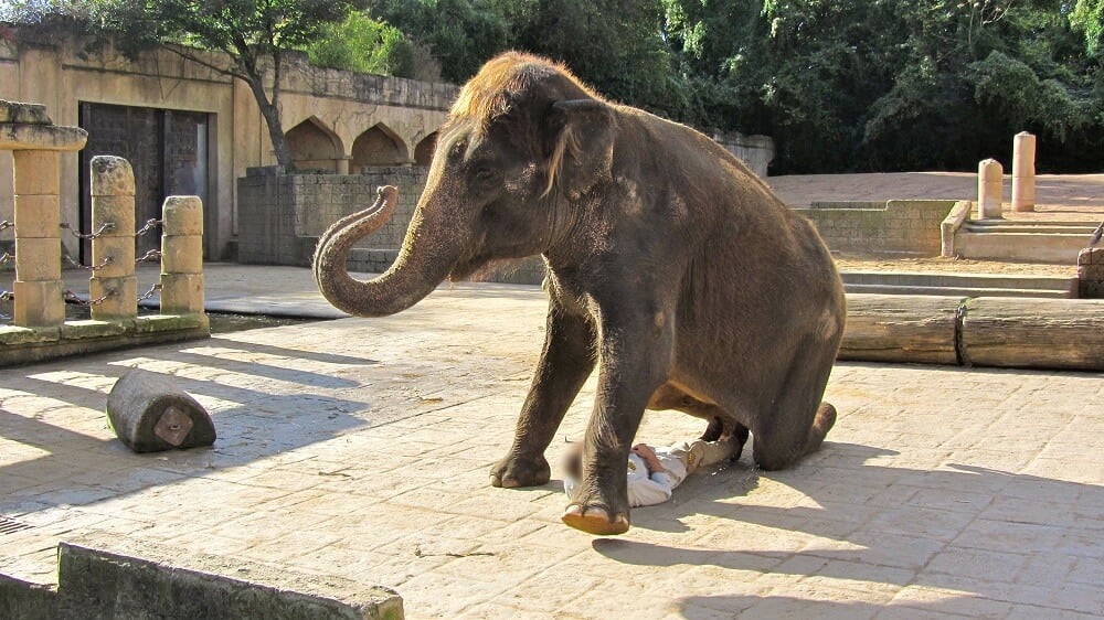 Hannover-Elephant-investigation