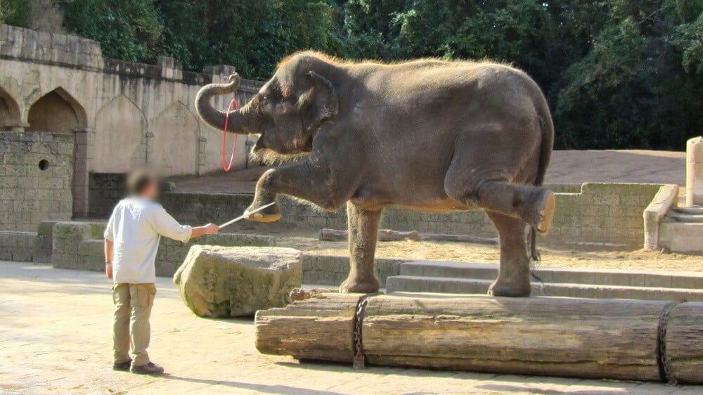 Hannover-Elephant-investigation