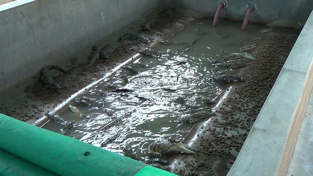 Are Hermès or Louis Vuitton Behind These Crocodile Factory Farm Plans?