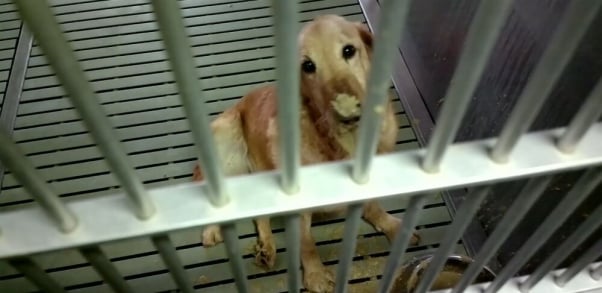 Dog suffering from MD at Texas A&M University