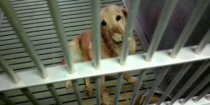 Dog suffering from MD at Texas A&M University