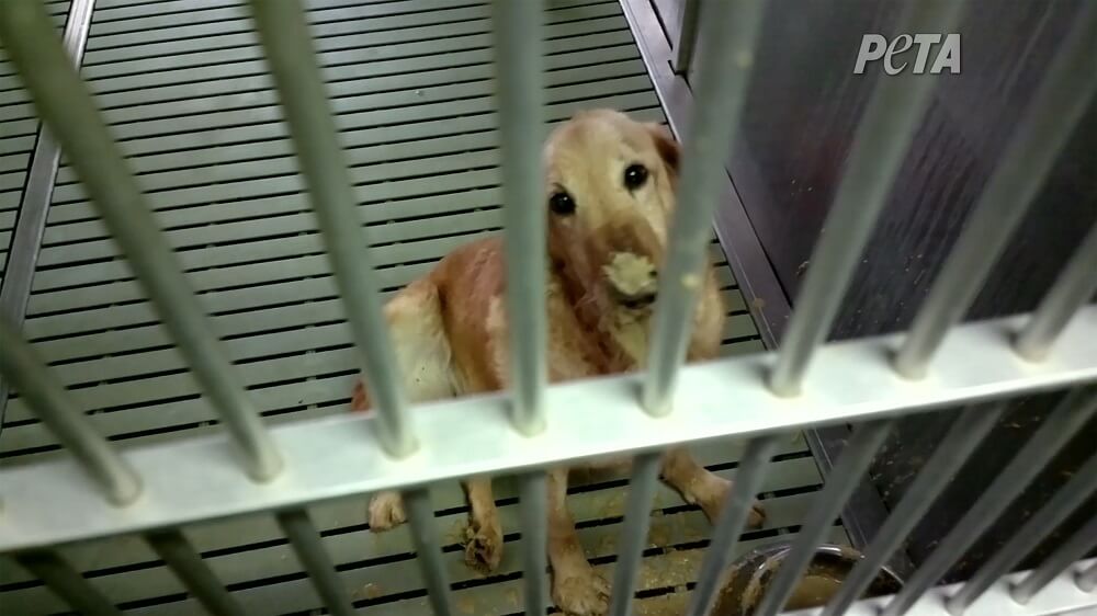 Dog suffering from MD at Texas A&M University