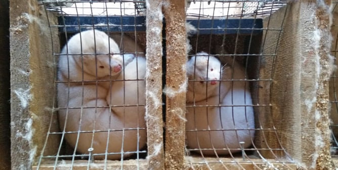 minks in cage on fur farms could cause the next global pandemic