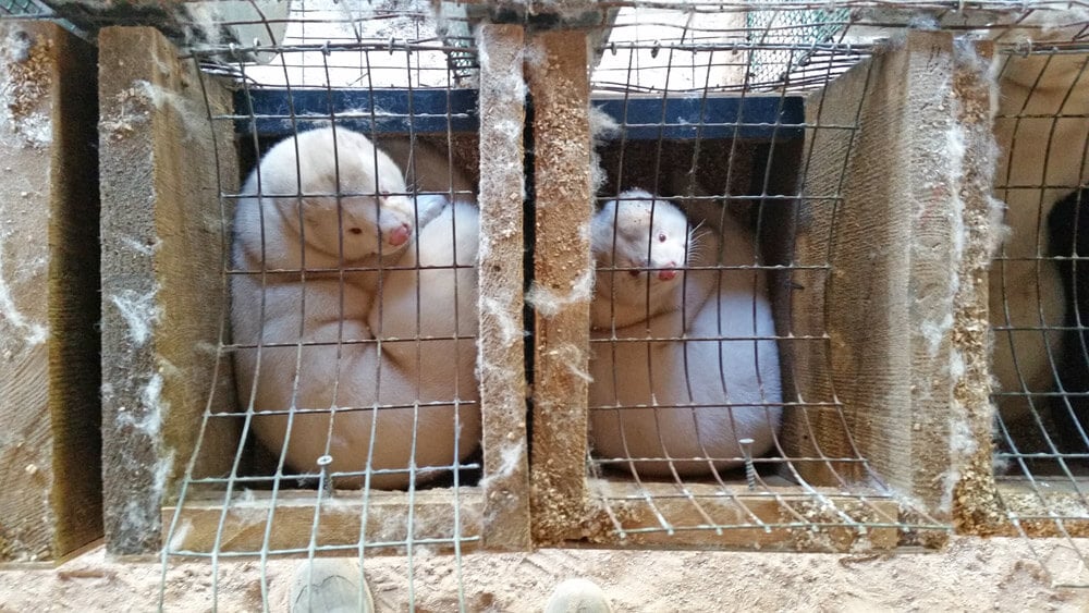 minks in cage on fur farms could cause the next global pandemic