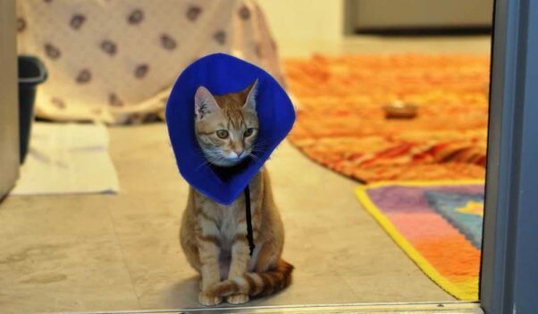 Orange tabby kitten wearing Elizabethan collar