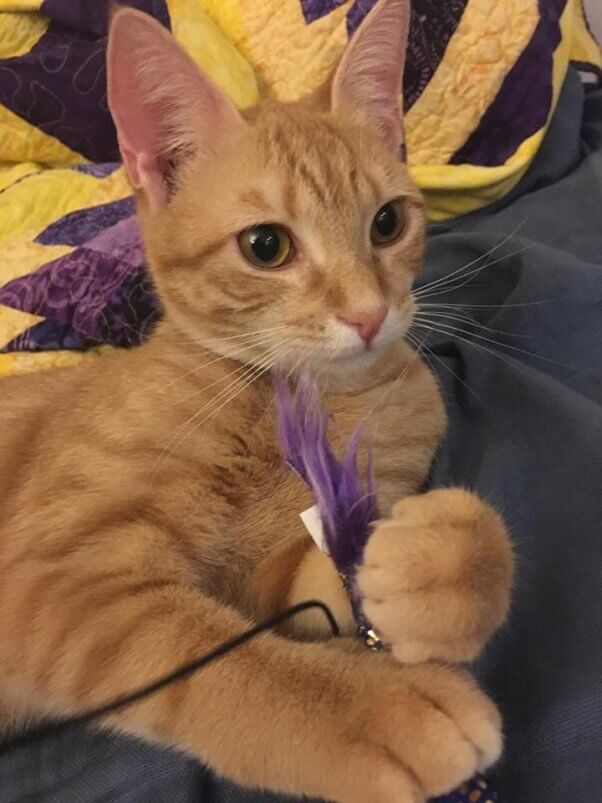 Cute orange kitten with purple toy