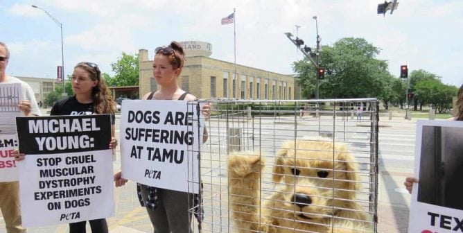 Caged ‘Golden Retriever’ Demands Freedom for Dogs From Texas A&M