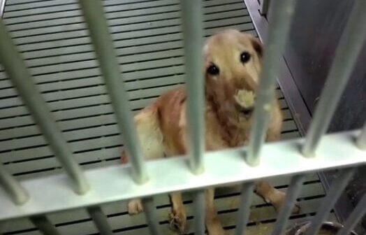 Jelly at Texas A&M dog laboratory