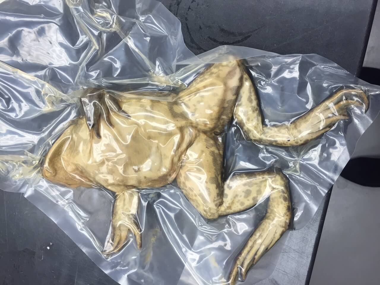 dissection frog in a plastic bag