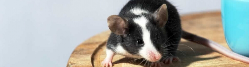 Cute black-and-white mouse on table