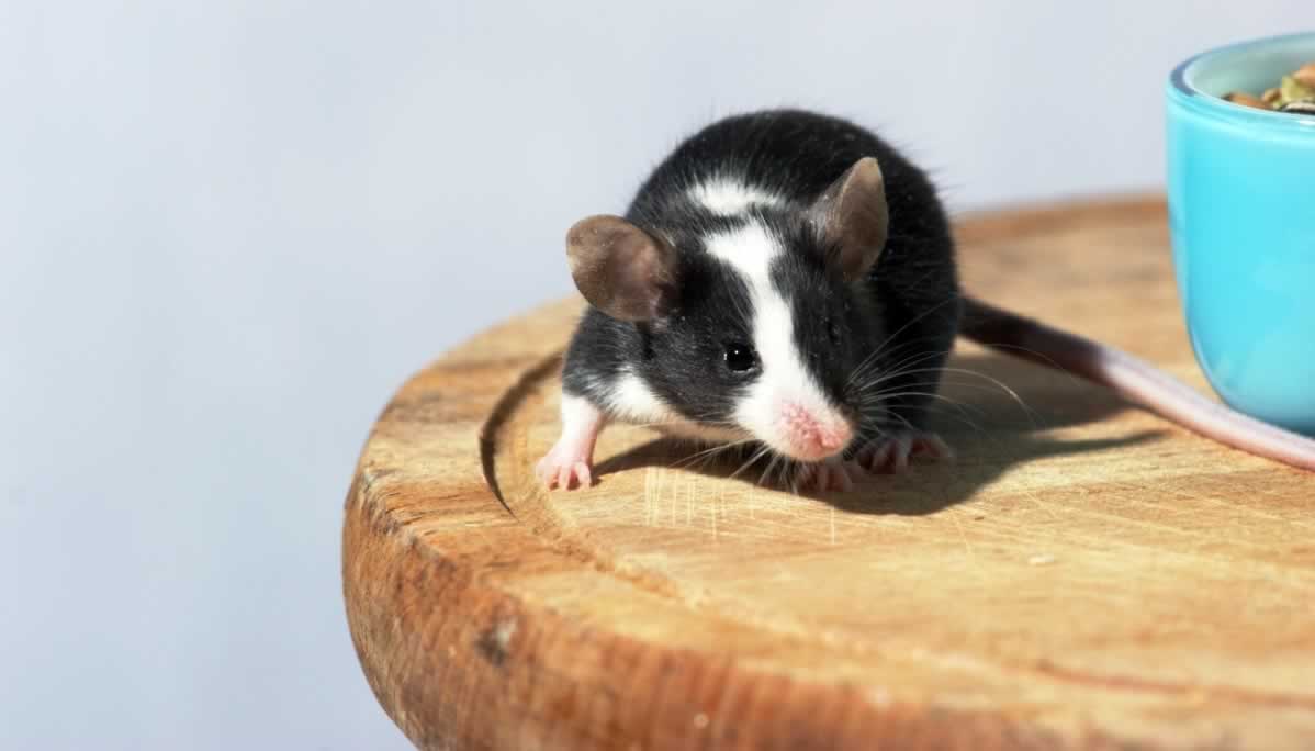 Top Five Reasons to Be Nice to Mice