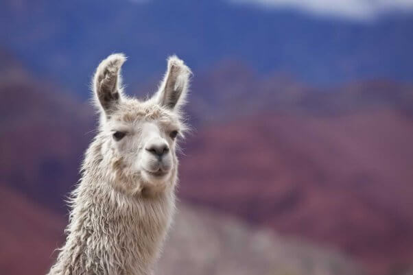 Close-up of white llama