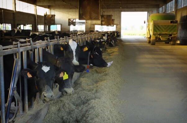 Cows inside building on factory farm, in separate small enclosures