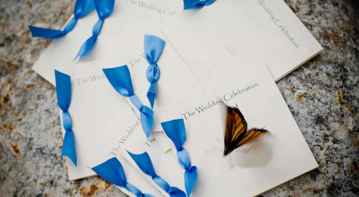 Butterfly Releases Are Cruel and Often Fail—Here's Why PETA