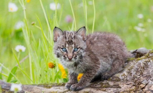 Cute bobcat kitten on log with grass and flowers in the background