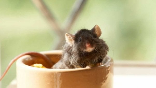 Black mouse in small bowl