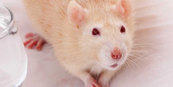Cute companion rat on table with front paws folded