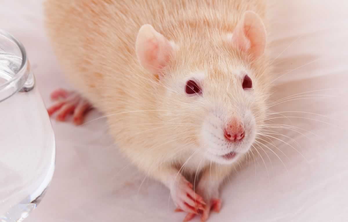 Cute companion rat on table with front paws folded