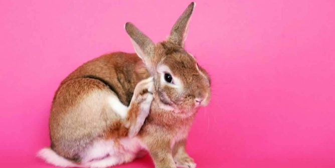 Why is PETA Feeling Victorious? Cosmetics Testing on Animals is a Dying Practice