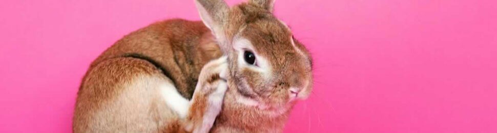 Cute brown bunny scratching ear with back foot in front of pink background